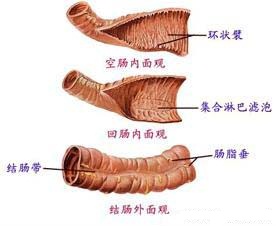 东大4120gc.jpg