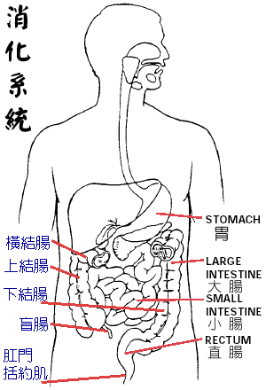 肠胃.gif