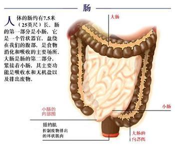 小肠肿瘤.jpg