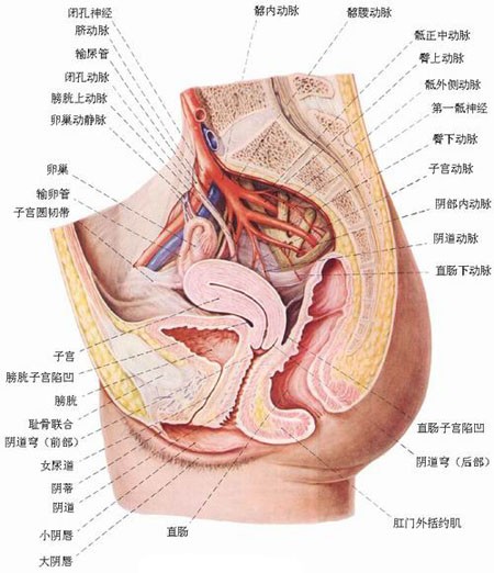 肛门简图